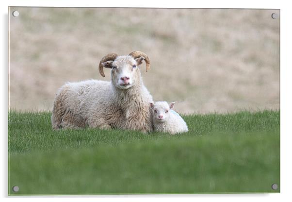 Icelandic Sheep Mother and Baby in Mountainous Landscape Acrylic by kathy white