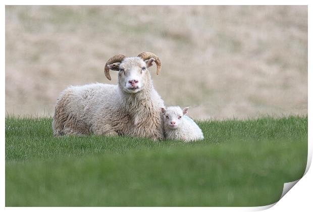 Icelandic Sheep Mother and Baby in Mountainous Landscape Print by kathy white
