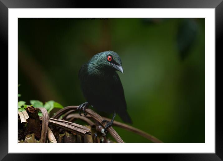 Vivid Red Eyes, Asian Glossy Starling Framed Mounted Print by rawshutterbug 