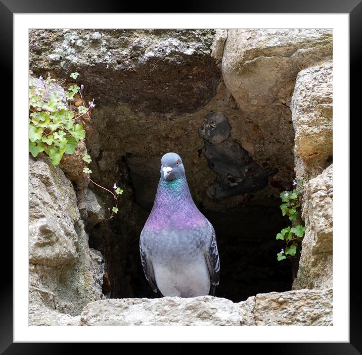 Pigeon resting in a hole Framed Mounted Print by Mark Ward