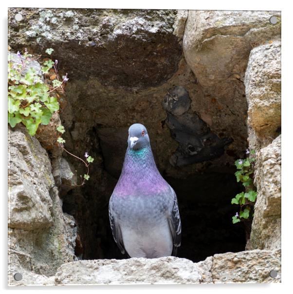 Pigeon resting in a hole Acrylic by Mark Ward
