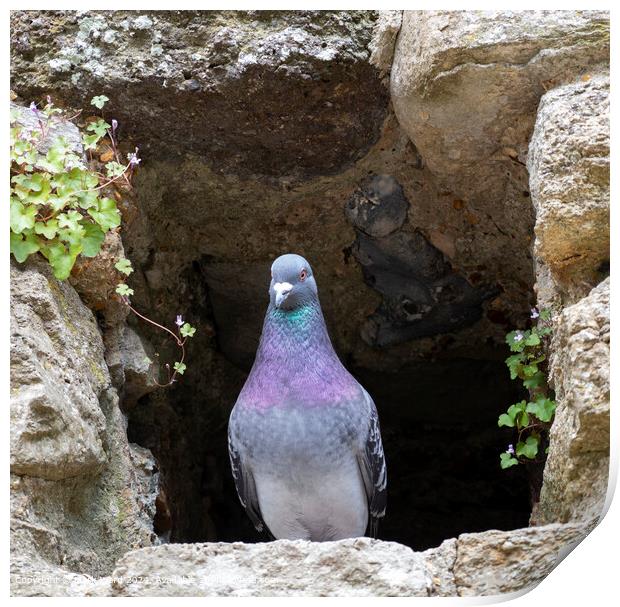 Pigeon resting in a hole Print by Mark Ward