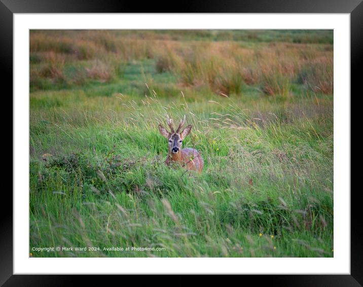 Deer at Rest Framed Mounted Print by Mark Ward