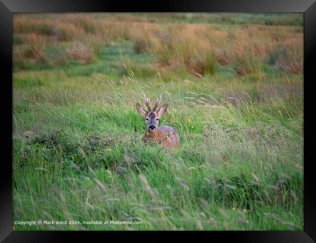 Deer at Rest Framed Print by Mark Ward