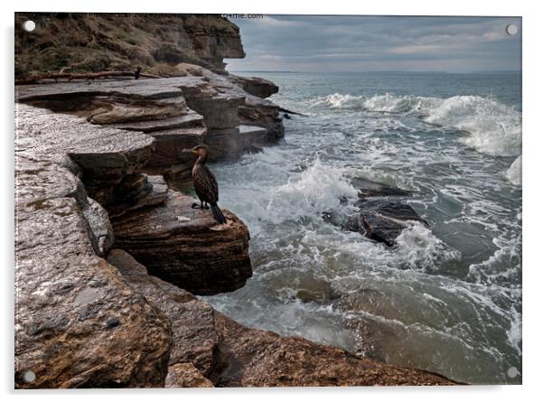 Cormorant on the Rocks, Moray Firth Acrylic by Tom McPherson