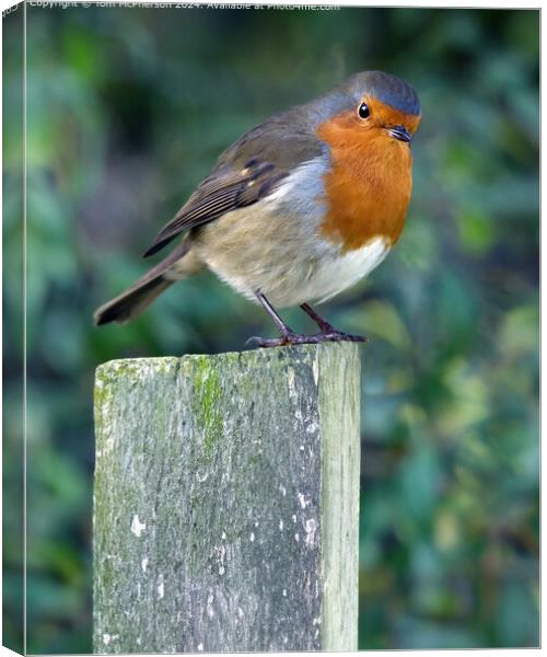 Redbreast Robin Wildlife Canvas Print by Tom McPherson