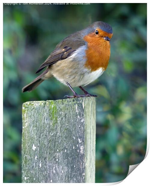 Redbreast Robin Wildlife Print by Tom McPherson