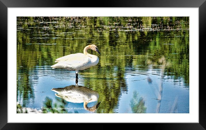 Trumpeter Swan Reflection Nature Framed Mounted Print by Ken Oliver