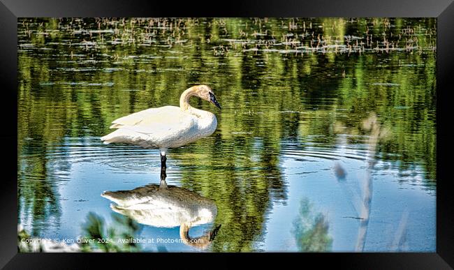 Trumpeter Swan Reflection Nature Framed Print by Ken Oliver