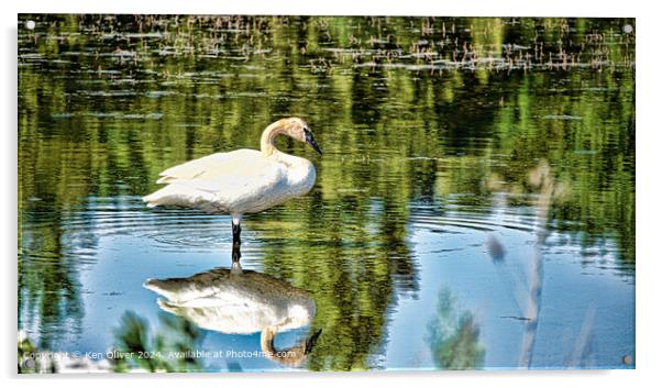 Trumpeter Swan Reflection Nature Acrylic by Ken Oliver