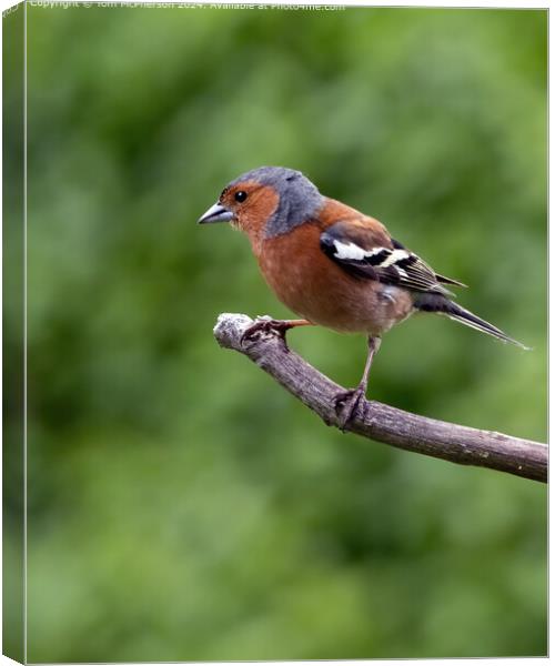 Colourful Eurasian Chaffinch Perched Canvas Print by Tom McPherson