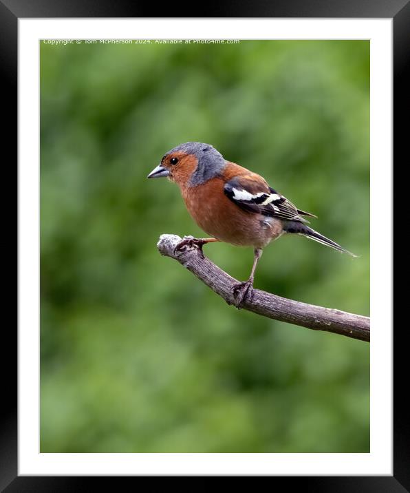 Colourful Eurasian Chaffinch Perched Framed Mounted Print by Tom McPherson