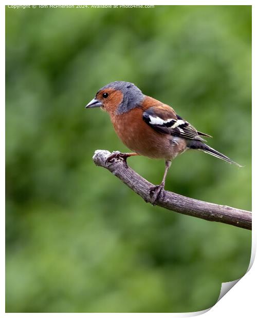 Colourful Eurasian Chaffinch Perched Print by Tom McPherson