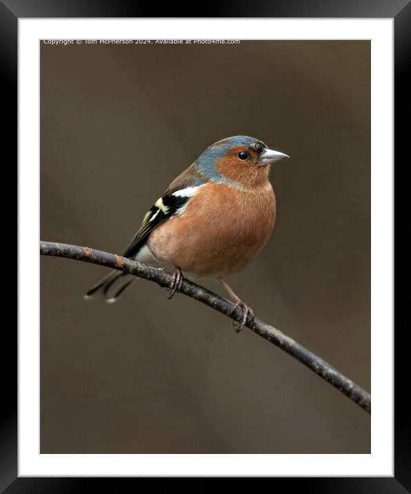  Birds Chaffinch UK Framed Mounted Print by Tom McPherson