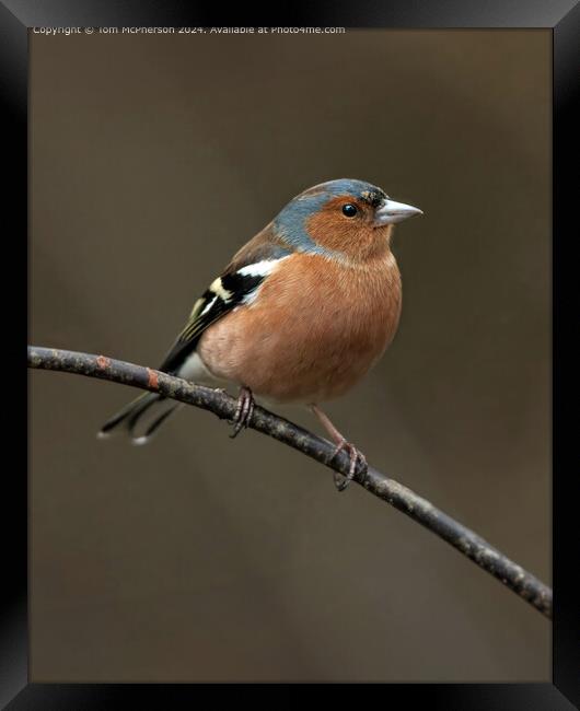  Birds Chaffinch UK Framed Print by Tom McPherson