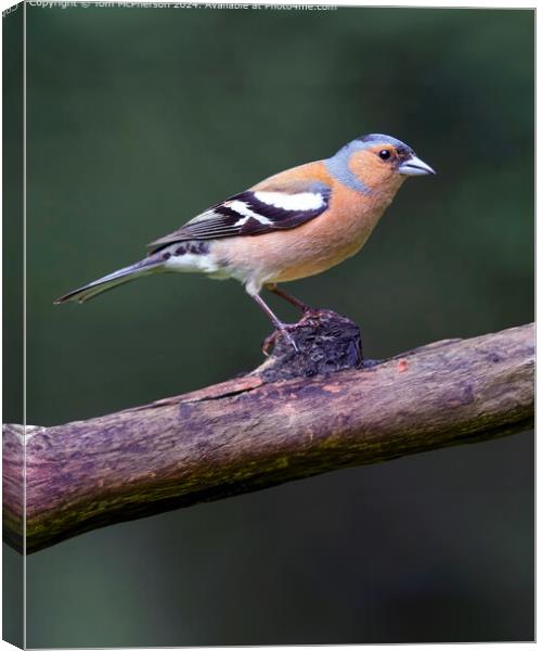 Colourful Chaffinch Perched in Moray Canvas Print by Tom McPherson