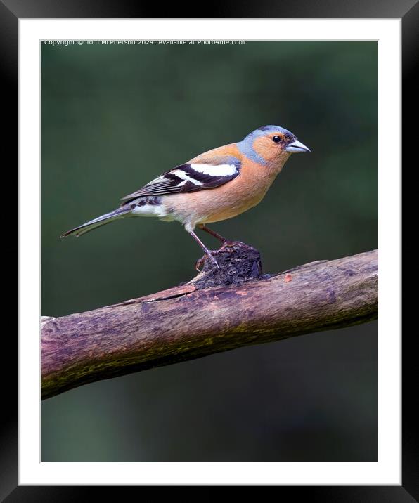 Colourful Chaffinch Perched in Moray Framed Mounted Print by Tom McPherson