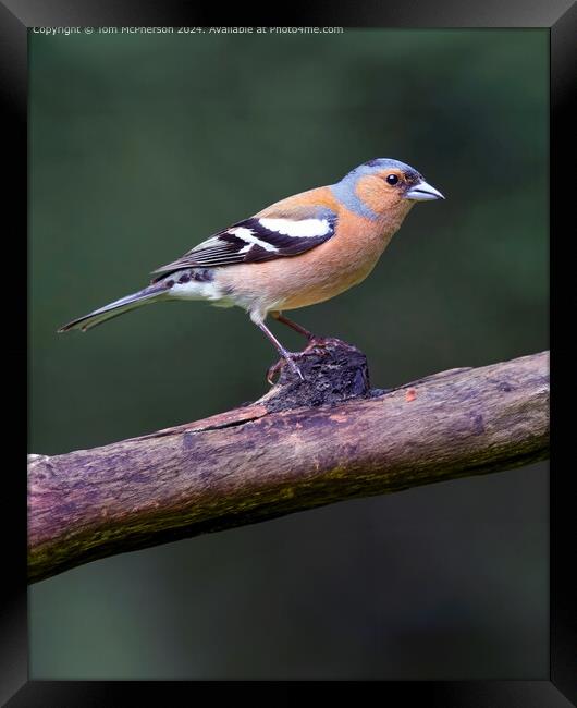 Colourful Chaffinch Perched in Moray Framed Print by Tom McPherson