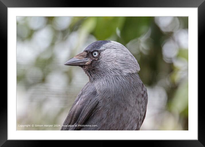 Sharp Jackdaw Blue Eyes Framed Mounted Print by Simon Harper