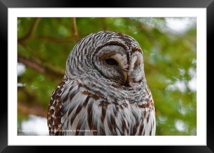 Barred Owl Close-Up Portrait Framed Mounted Print by Ken Oliver