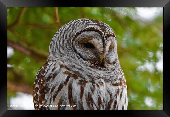 Barred Owl Close-Up Portrait Framed Print by Ken Oliver