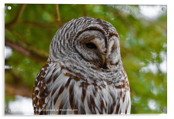 Barred Owl Close-Up Portrait Acrylic by Ken Oliver
