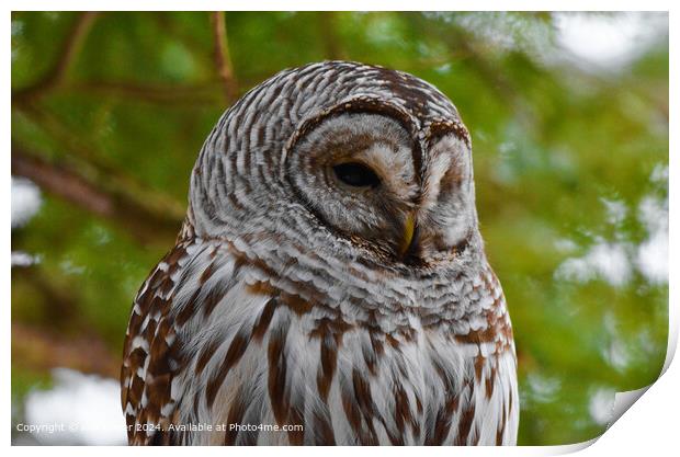 Barred Owl Close-Up Portrait Print by Ken Oliver