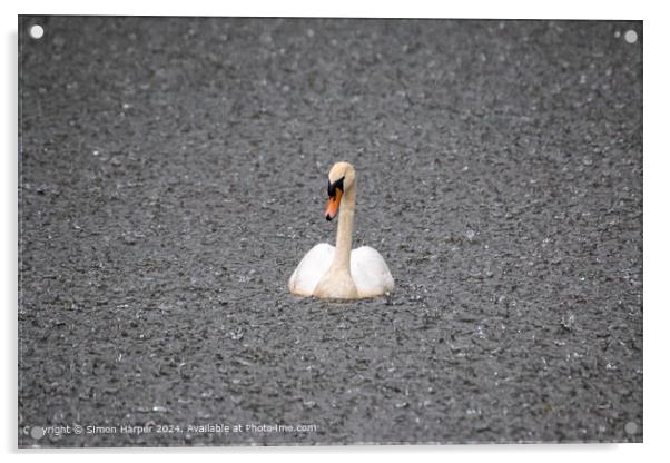 Swan on the lake Acrylic by Simon Harper