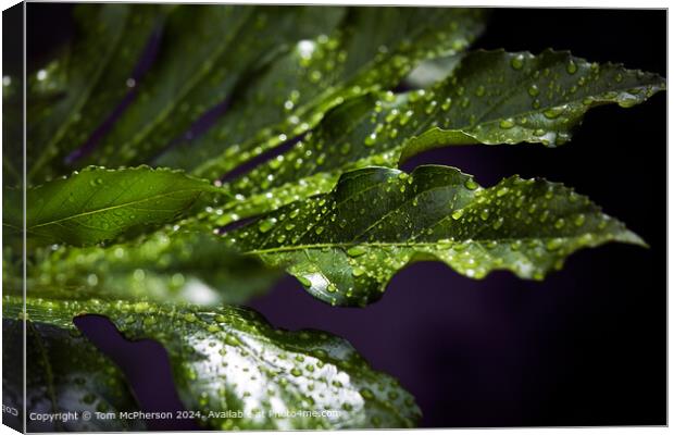 Dew-kissed Fatsia Japonica Canvas Print by Tom McPherson