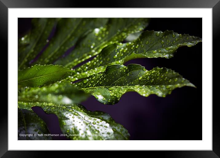 Dew-kissed Fatsia Japonica Framed Mounted Print by Tom McPherson