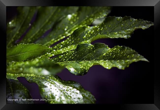 Dew-kissed Fatsia Japonica Framed Print by Tom McPherson
