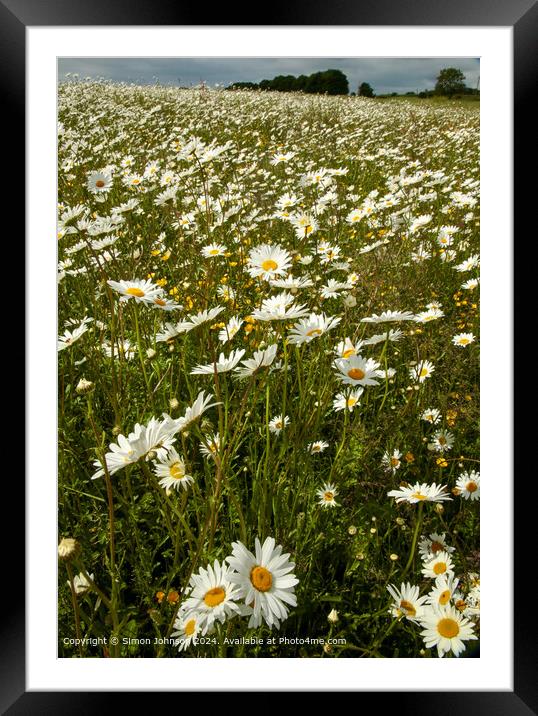 Meadow of Daisies, Wild Flowers, Cotswolds Framed Mounted Print by Simon Johnson