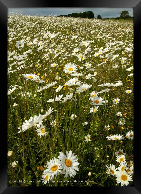 Meadow of Daisies, Wild Flowers, Cotswolds Framed Print by Simon Johnson