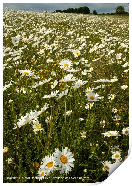 Meadow of Daisies, Wild Flowers, Cotswolds Print by Simon Johnson