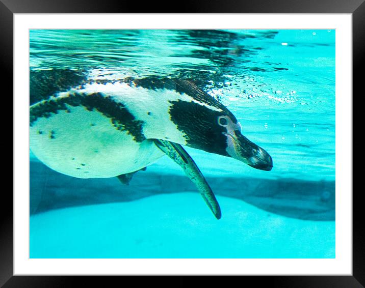 Penguin Swimming Underwater Framed Mounted Print by chris hyde