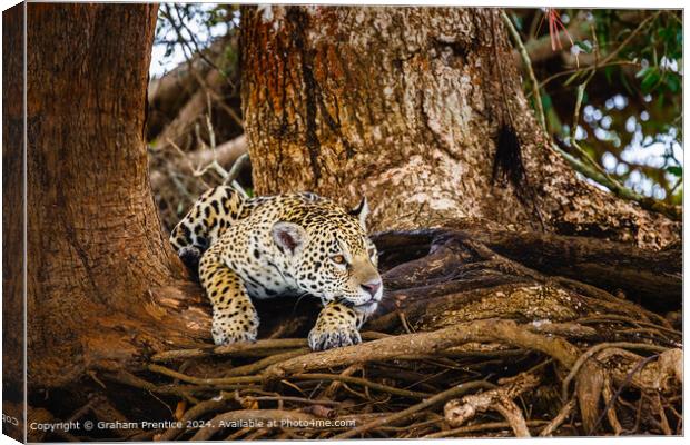 Resting Jaguar in Pantanal Canvas Print by Graham Prentice