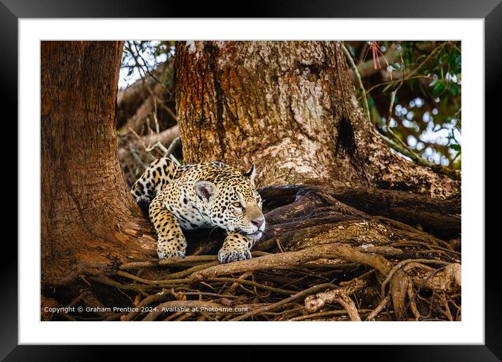 Resting Jaguar in Pantanal Framed Mounted Print by Graham Prentice