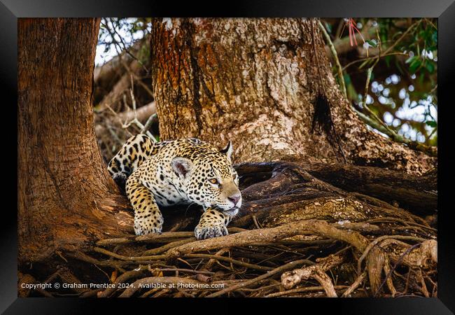 Resting Jaguar in Pantanal Framed Print by Graham Prentice