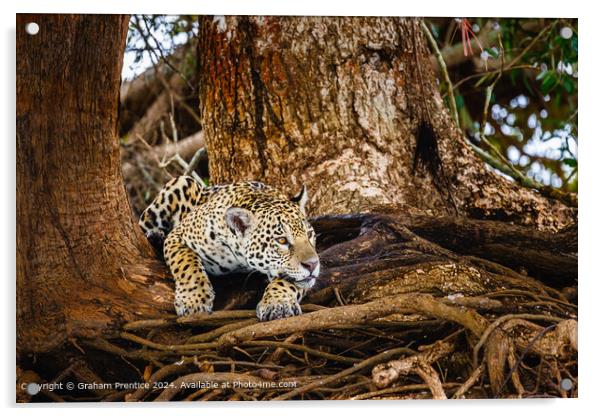 Resting Jaguar in Pantanal Acrylic by Graham Prentice
