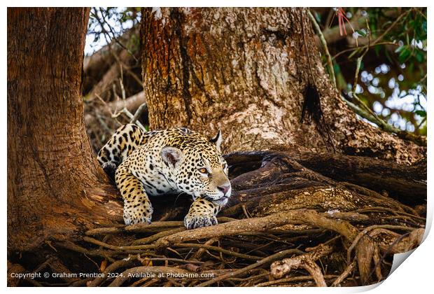 Resting Jaguar in Pantanal Print by Graham Prentice