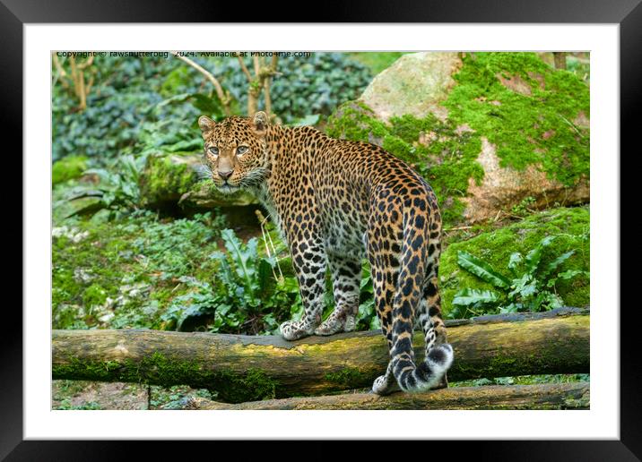 Jaguar Jungle Wildlife Framed Mounted Print by rawshutterbug 