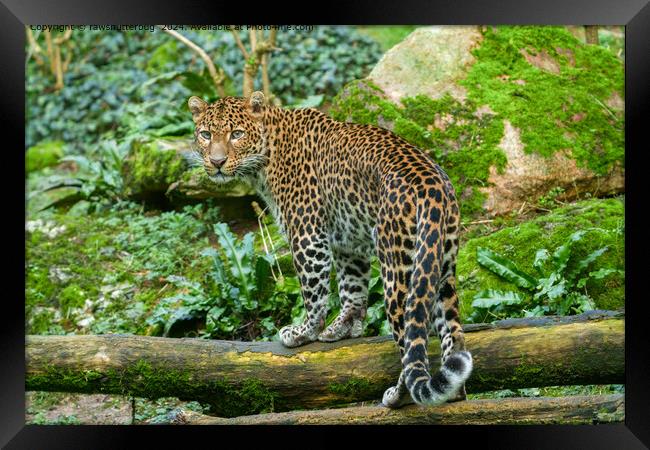 Jaguar Jungle Wildlife Framed Print by rawshutterbug 