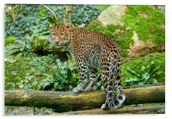Jaguar Jungle Wildlife Acrylic by rawshutterbug 