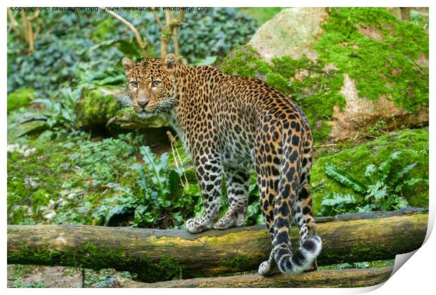 Jaguar Jungle Wildlife Print by rawshutterbug 