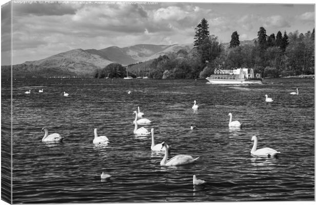 Lake Windermere Swans Black and White Canvas Print by Pearl Bucknall