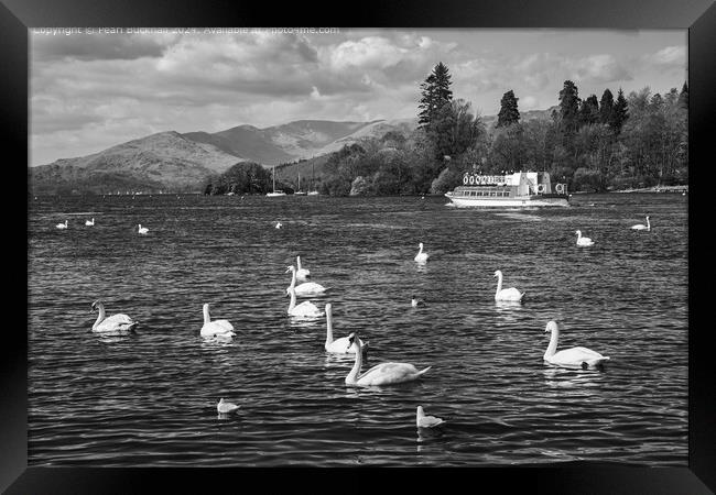 Lake Windermere Swans Black and White Framed Print by Pearl Bucknall