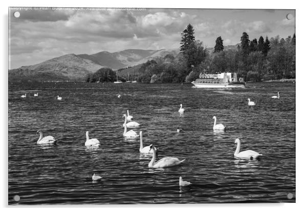 Lake Windermere Swans Black and White Acrylic by Pearl Bucknall