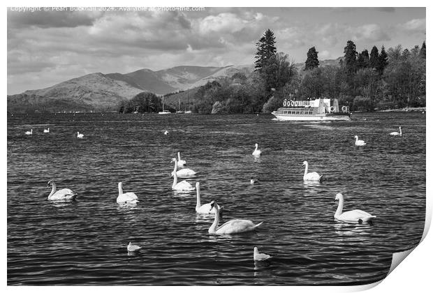 Lake Windermere Swans Black and White Print by Pearl Bucknall