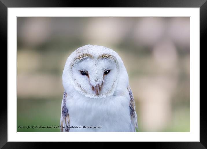 Barn Owl Framed Mounted Print by Graham Prentice