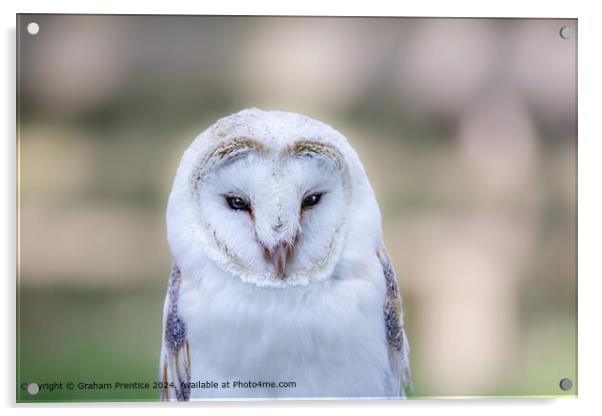 Barn Owl Acrylic by Graham Prentice